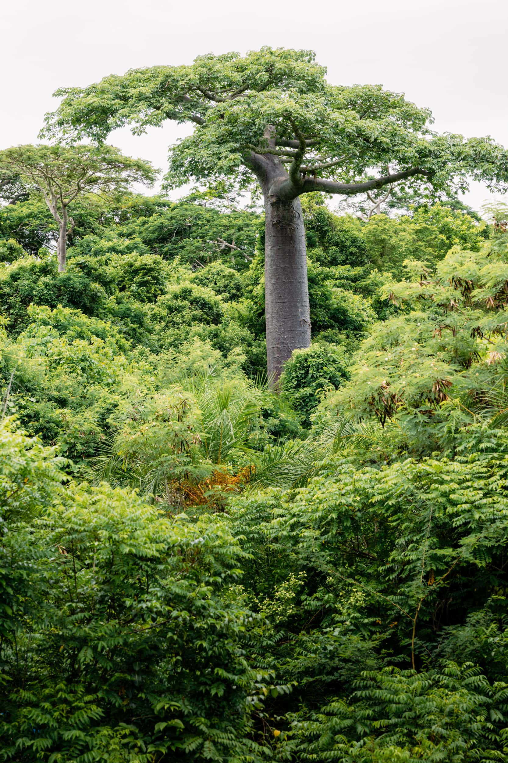 Miavana - Baobab Excursion - 2500px 005 (1)
