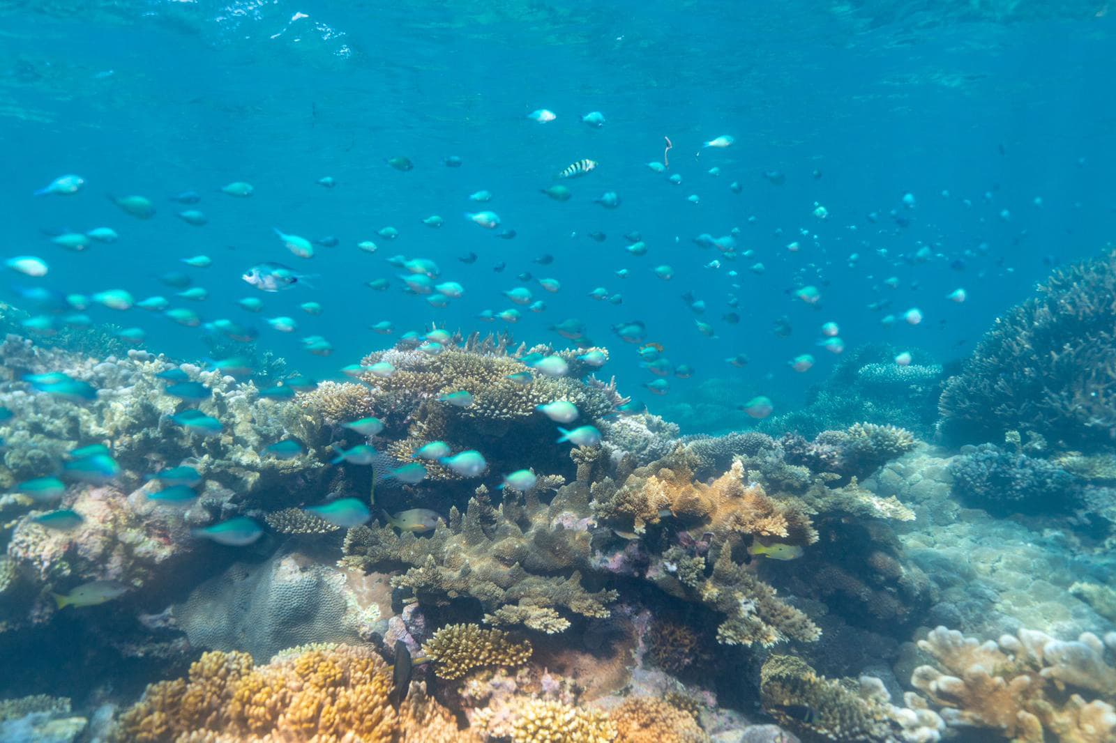 Miavana by Time + Tide 74