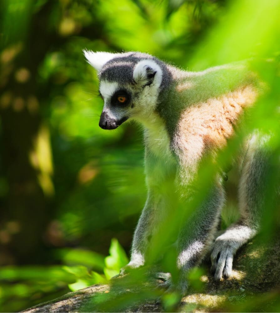 miavana-madgasar-intro